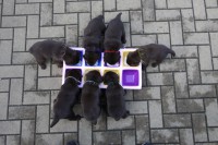 /album/hnedy-labrador/img-4899-jpg1/