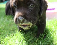 /album/hnedy-labrador/img-4942-jpg1/