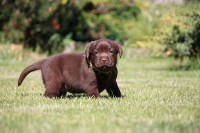 /album/hnedy-labrador/img-4180-jpg1/