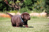 /album/hnedy-labrador/img-4267-jpg1/