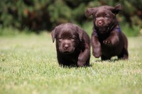 /album/hnedy-labrador/img-4292-jpg1/