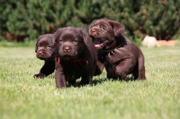 /album/hnedy-labrador/img-4299-jpg1/