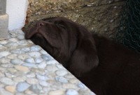 /album/hnedy-labrador/img-5726-jpg1/