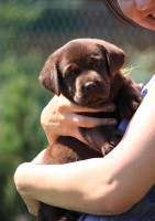 /album/hnedy-labrador/img-5763-jpg1/