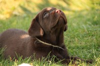 /album/hnedy-labrador/img-5833-jpg1/
